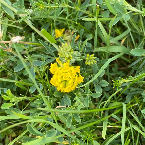 <h3>Medicago falcata / Sickle medick / Sikkelklaver</h3>